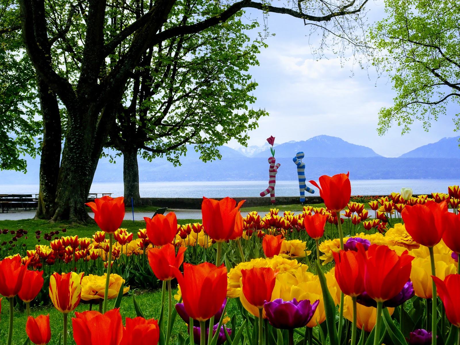 and Its Beautiful Tulip Festival Logic & Laughter