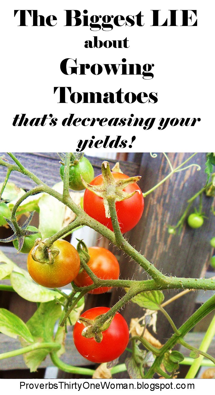 The Biggest LIE About Growing Tomatoes - Proverbs 31 Homestead
