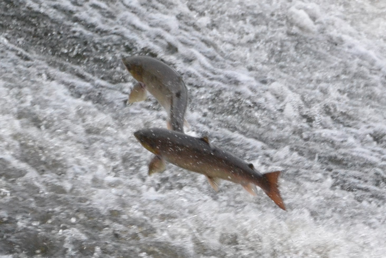 Nickseatrout,s blog. Fishing the river towy for salmon and sea trout