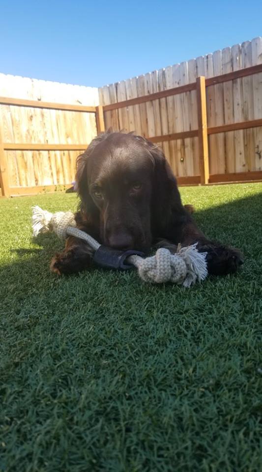 Bark City Doggy Daycare Aussie Naturals Pet Toys