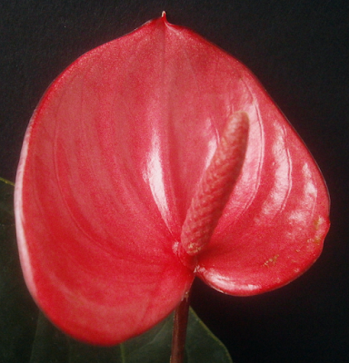Plants Are The Strangest People Anthuriums 0000 0500