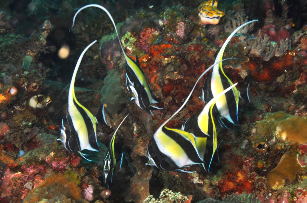 fish share: KUMPULAN GAMBAR IKAN HIAS MOORISH IDOL 1