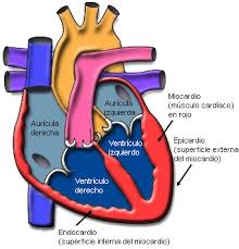 cardiopatia reumatica