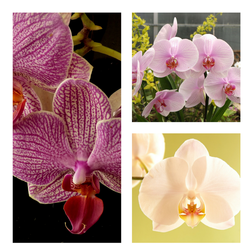 5 Important Tips to Keep Orchids Happy All YearA Review