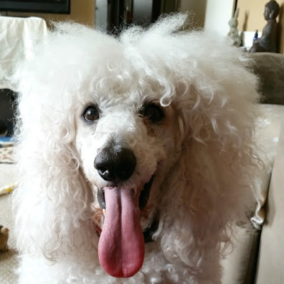 Poodle with tongue out