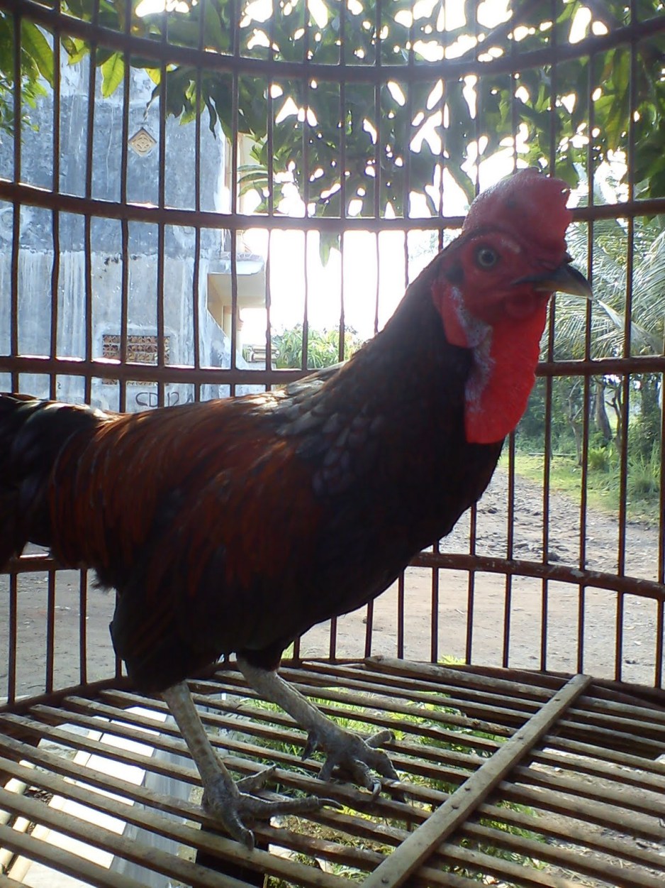 bisnis budidaya ternak ayam hutan alas bekisar prospek bisnis budidaya ternak ayam hutan alas bekisar prospek