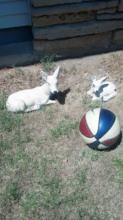 AP Bio Blog - 2012: Eukaryote