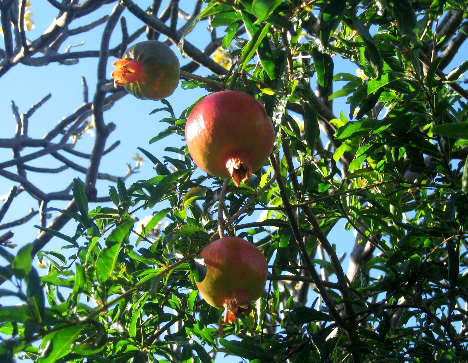 Diamond Head Community Garden 2012