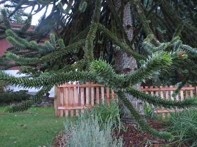 Monkey puzzle tree with undulating green branches that look like an oversized sedum