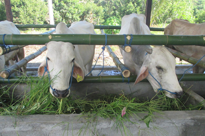 Manfaat Daun Kelapa Untuk Pakan ternak
