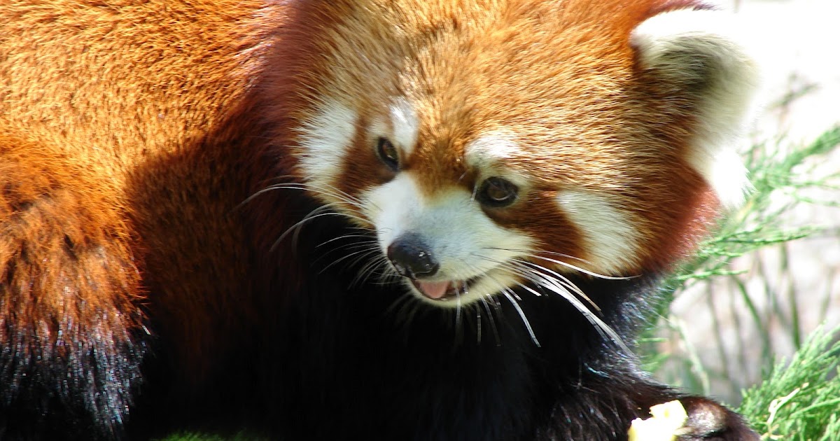The Red Panda Fun Animals Wiki Videos Pictures Stories