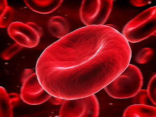 Proses Pembentukan Sel Darah Merah di Dalam Tubuh