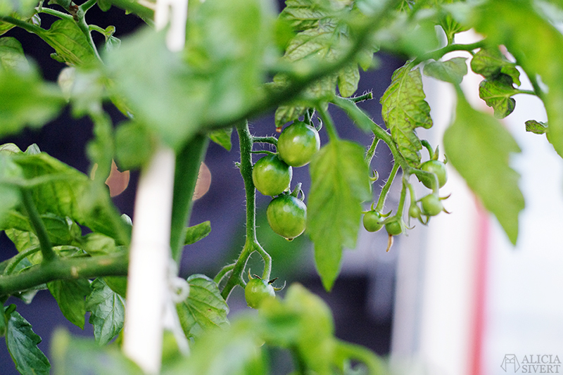 Tomatoes, photo by Alicia Sivertsson.