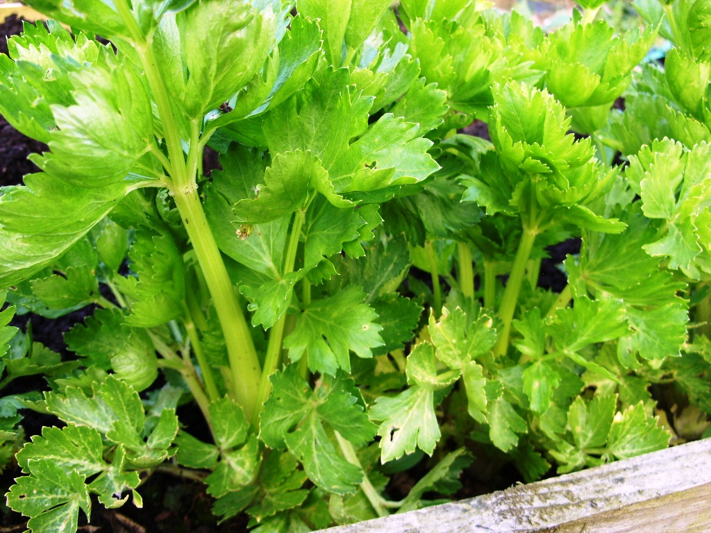 Kelli's Northern Ireland Garden Veg Update (celery, radish, onion, etc)