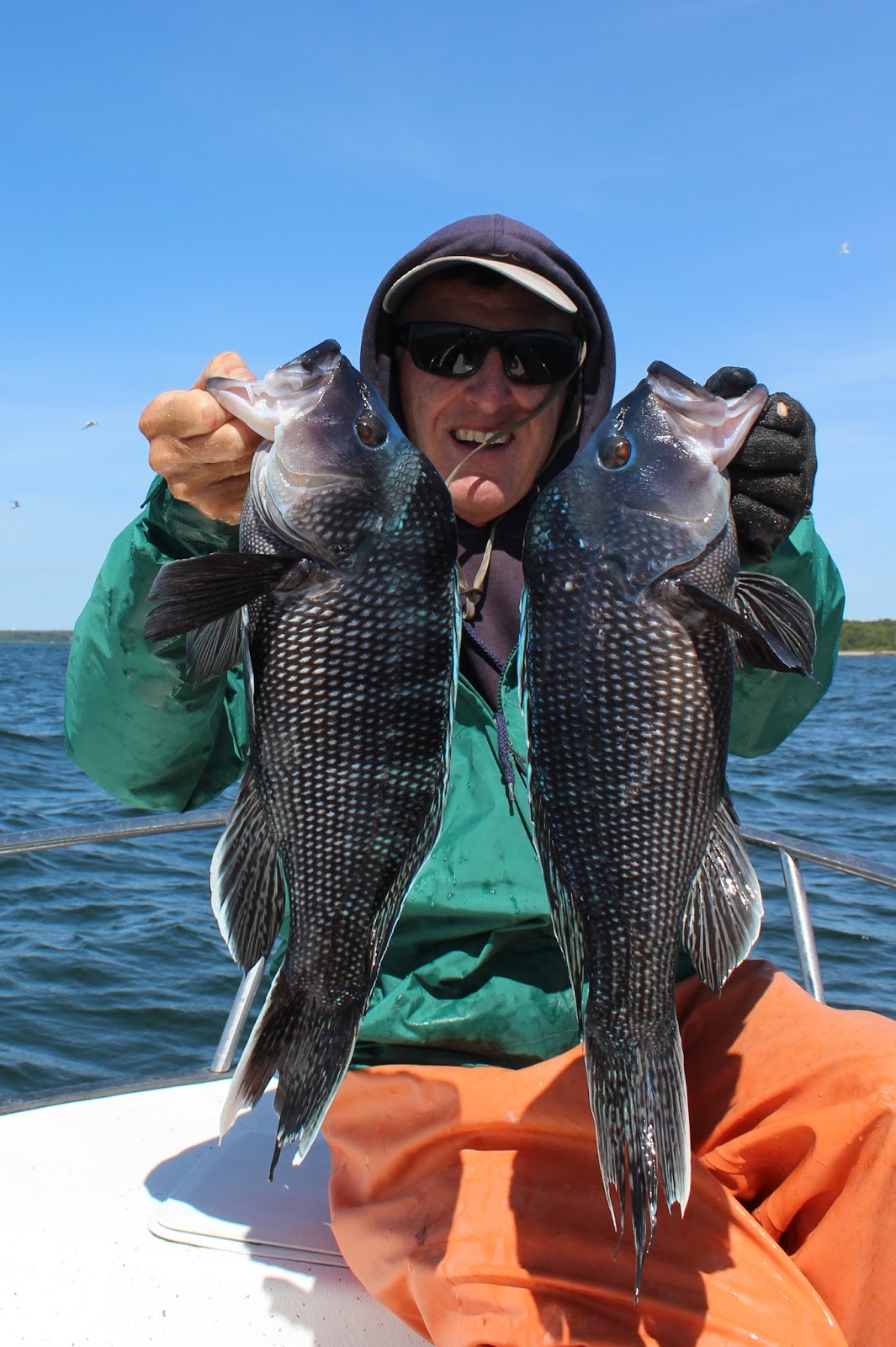 Rhode Island Striped Bass A Trip to Black Sea Bass Heaven