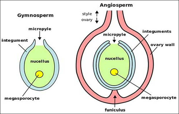 Jelaskan perbedaan pembuahan tunggal pada gymnospermae dengan pembuahan ganda pada angiospermae