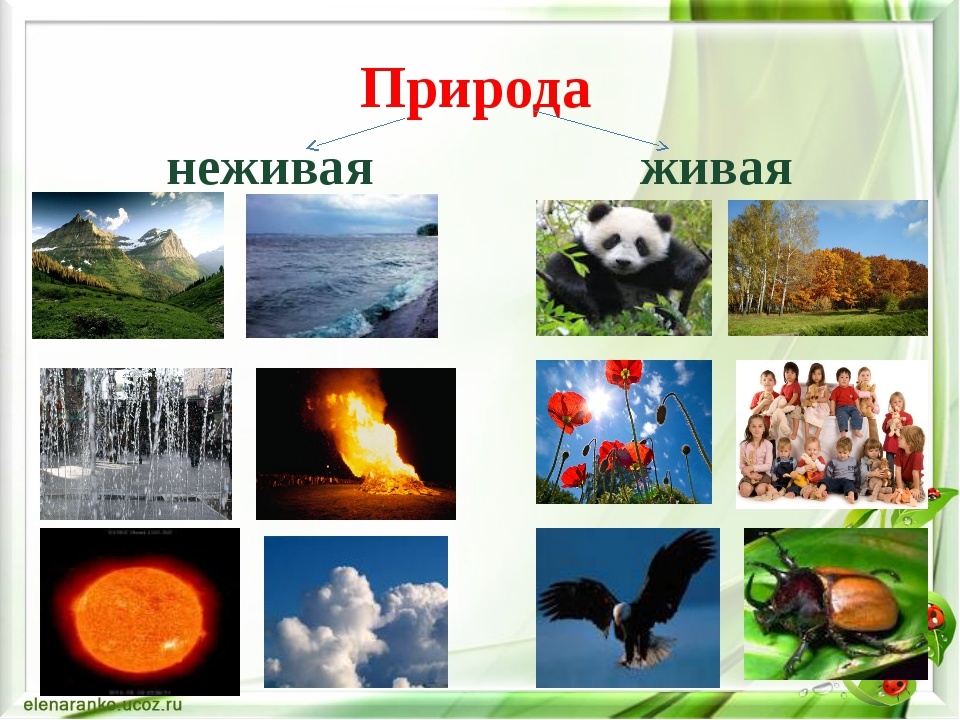 Картинки природа живая и неживая, царевна картинки