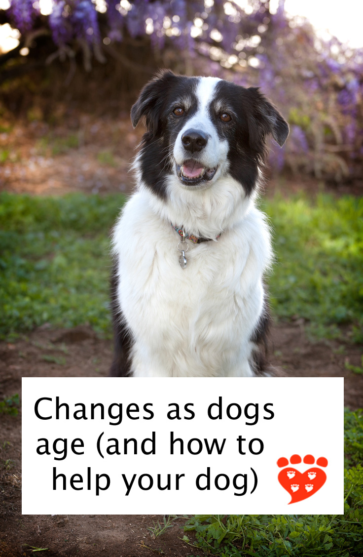 Survey Shows Changes as Dogs Age (and How You Can Help Your Dog)