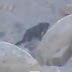 Criatura estranha é flagrada e vídeo viraliza: Seria um Skinwalker?