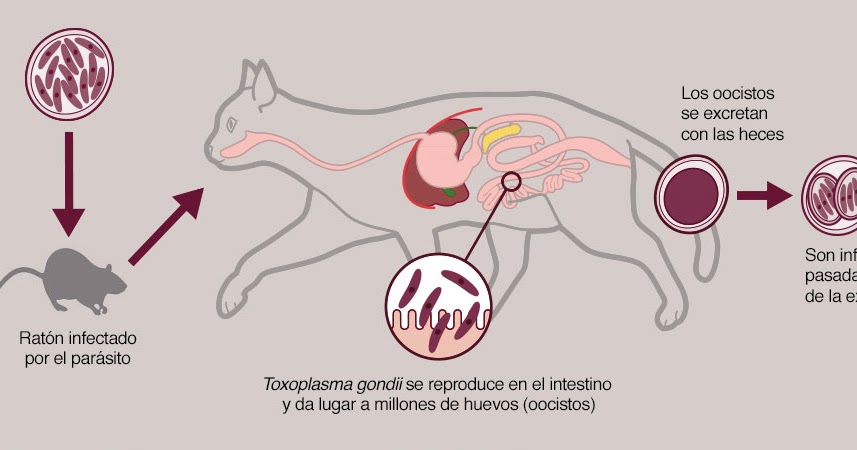 sintomas de gato con toxoplasmosis