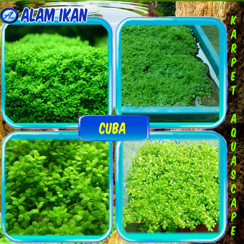 Grosir Tanaman Karpet Aquascape Foreground