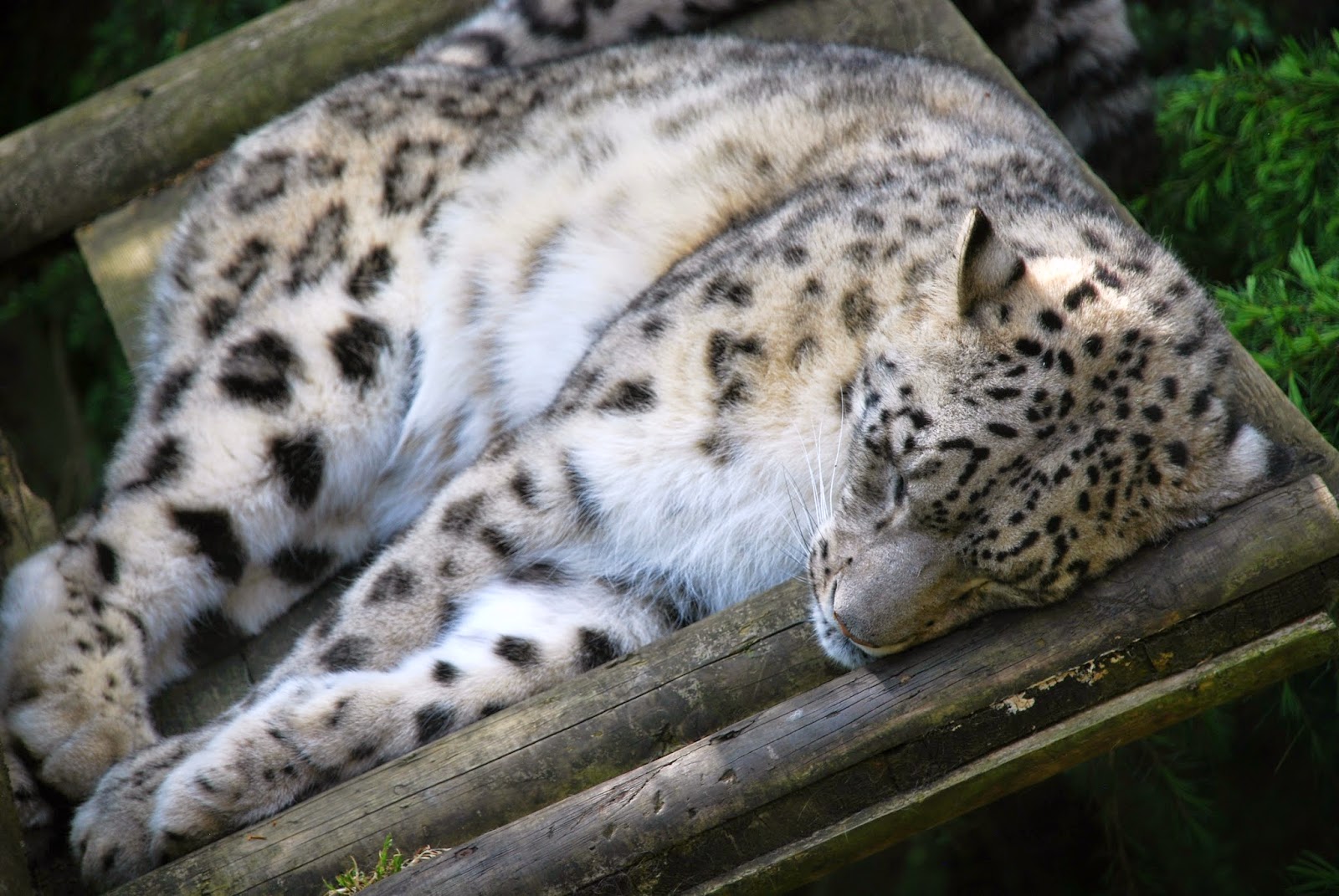 a sleeping snow leopard at paradise wildlife park