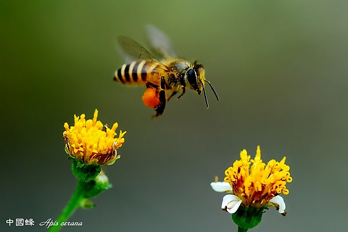 foto lebah - gambar hewan
