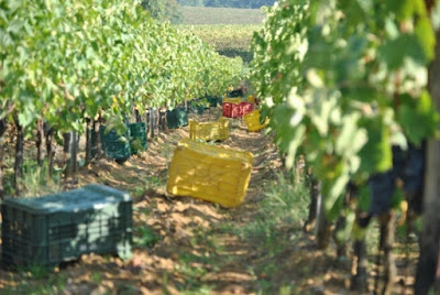vineyards of Montepulciano