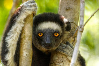 Biodiversidad y ecoturismo en madagascar Biodiversidad y ecoturismo en madagascar