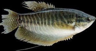 ikan air tawar sepat, sapat siam