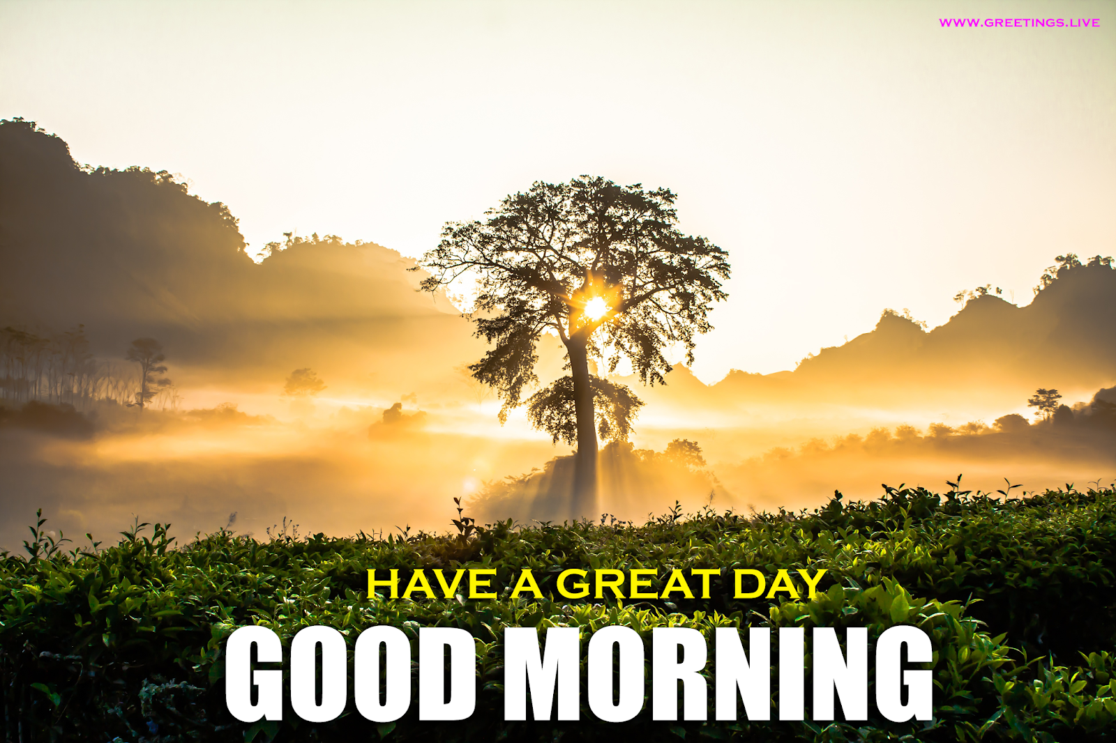 Greetings.Live*Free Daily Greetings Pictures Festival GIF Images