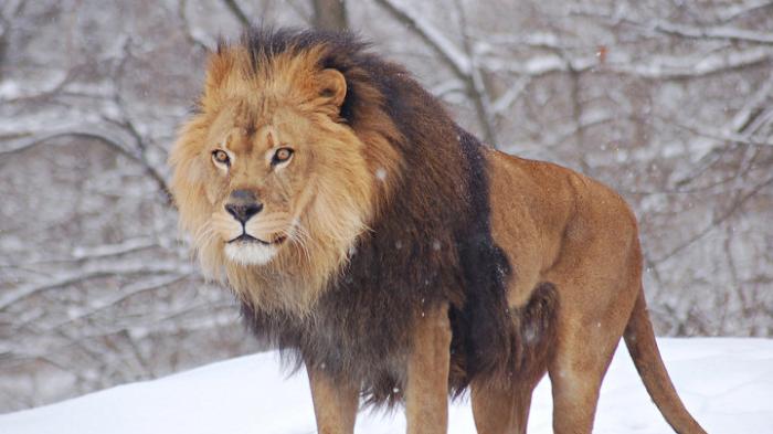 Arti Mimpi Dikejar Singa Buku Seribu Tafsir Mimpi Bergambar