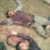 Pakistani terrorists killed in Manzpora, Bandipora