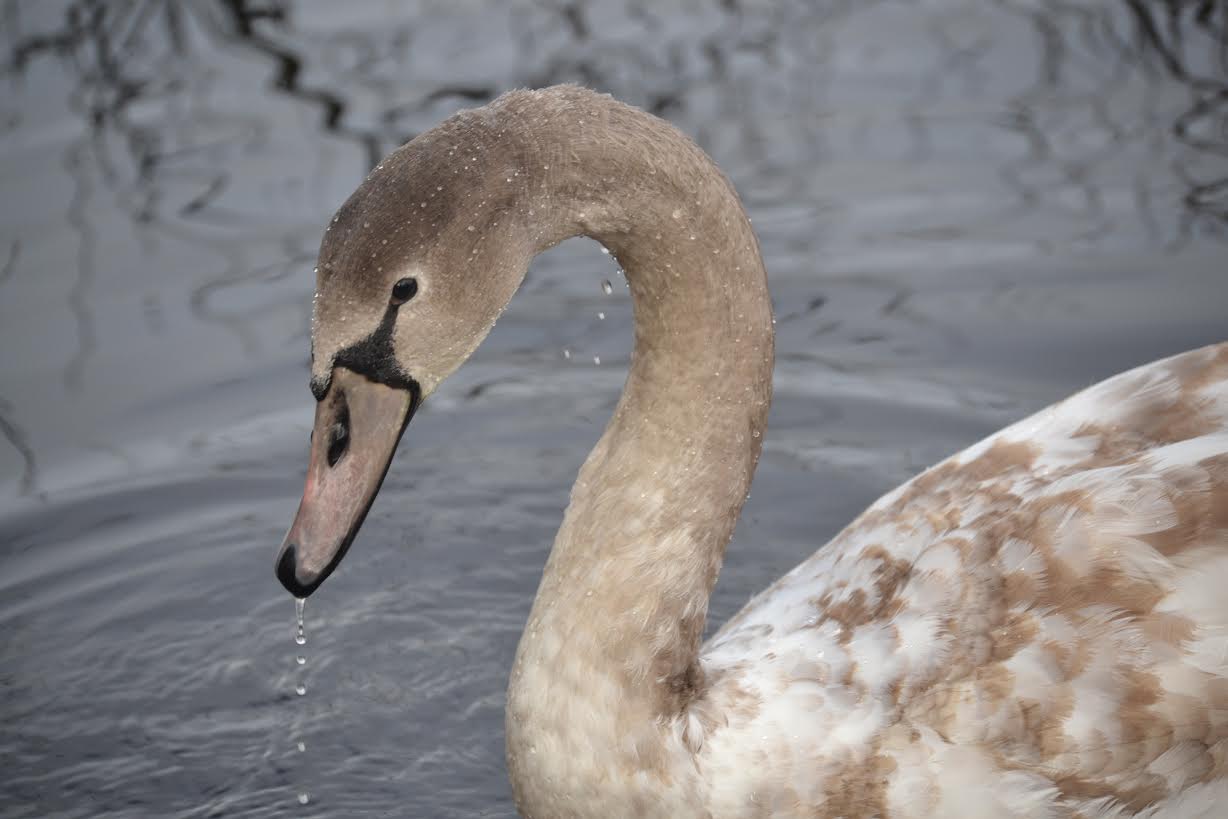 Vineyard Haven Library News March 2016