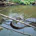 AS 10 CRIATURAS MAIS MORTAIS DA FLORESTA AMAZÔNICA