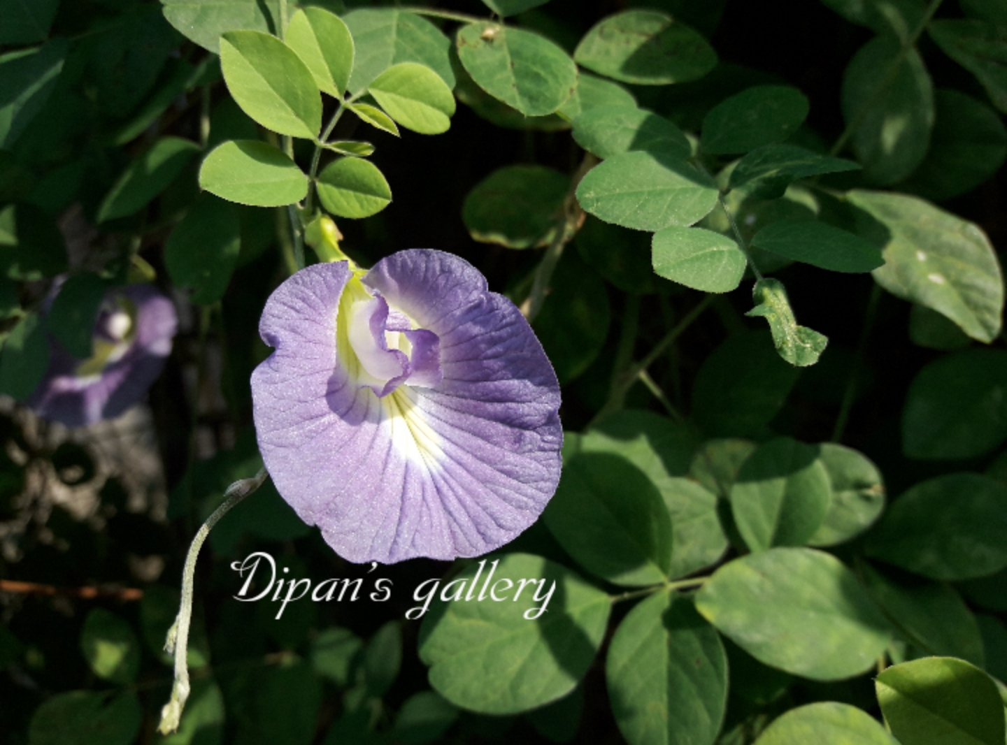 Flora of Assam with scientific names and images