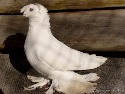 white tumbler pigeons - uzbek