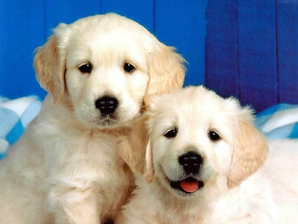 Wallpaper Desk : Dogs wallpapers, dog wallpaperWallpaper Desk