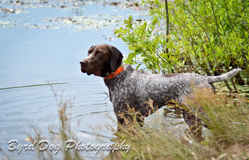 Adventures of a GSP Hunting Dog Duck Search Seminar Weekend!