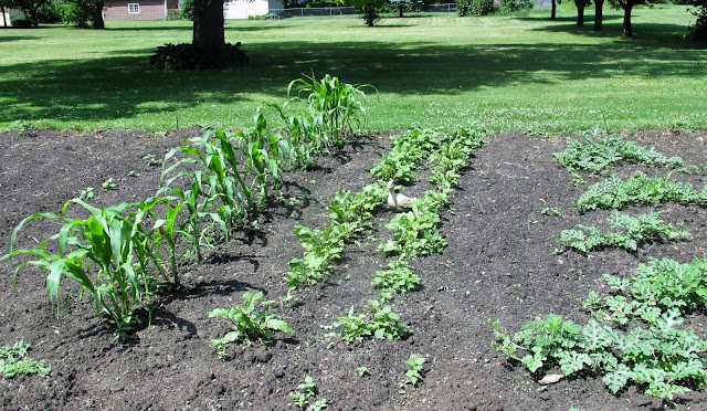 Garden after a rain: Picture of corn, beets, watermelon.  Vickie's Kitchen and Garden
