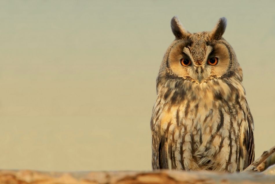 6. Long-eared owl