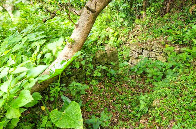 stone wall, cave entrance, jungle