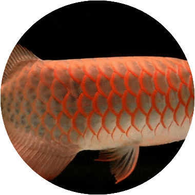Ikan Arwana Harga Rp. 1 Milyard