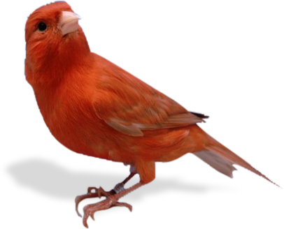 Foto Burung Kenari Red Jantan
