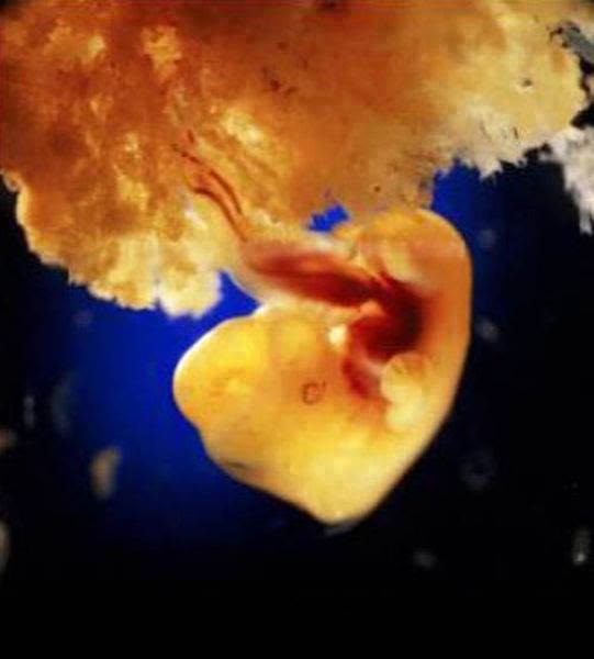 بعد 40 يوم، الخلايا الجنينية تكون المشيمة وهي تربط الجنين بجدار الرحم وتمكنه من الغذاء وإخراج الفضلات عن طريق مخزون الدم للأم.