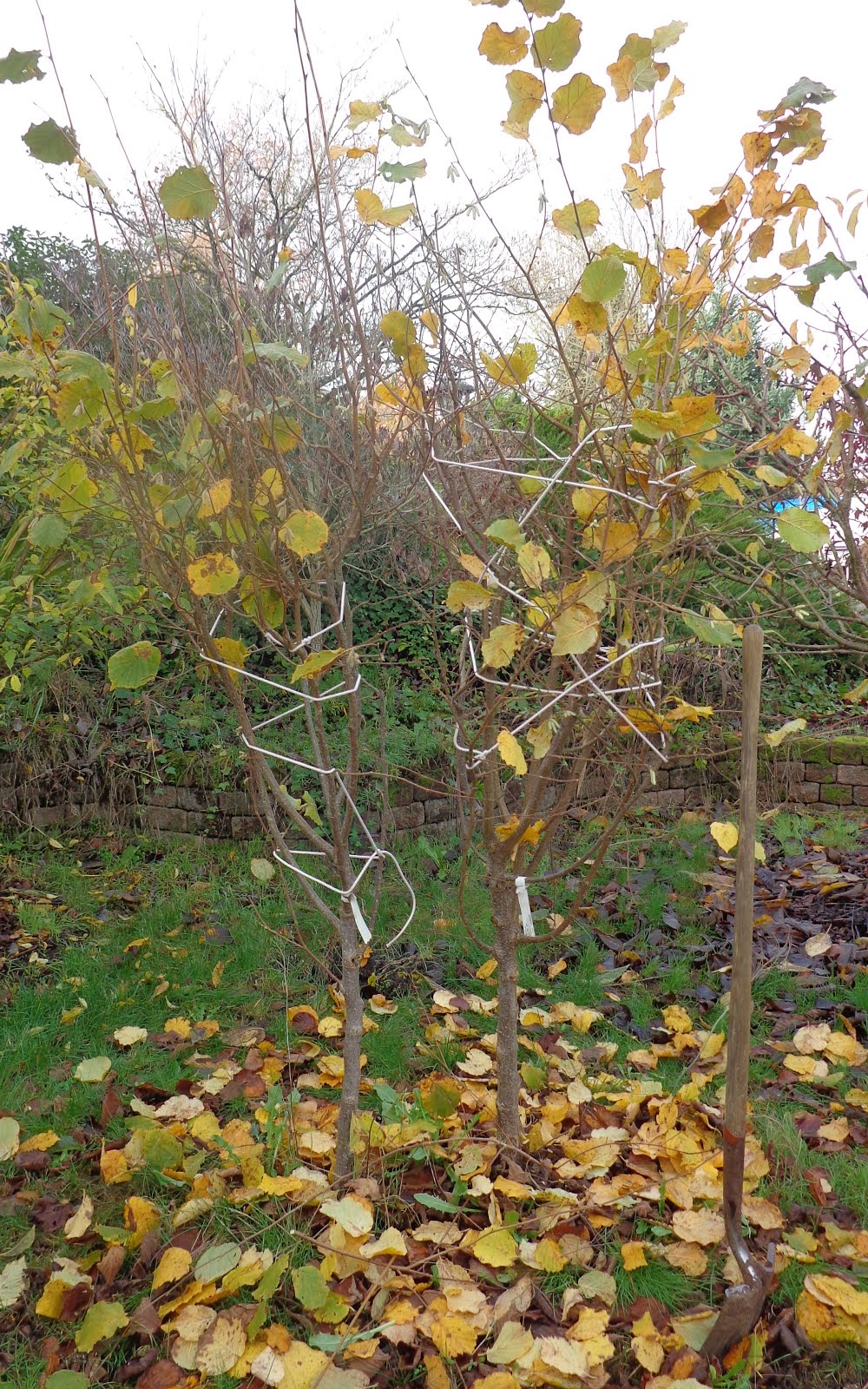 Daniel's Pacific NW Garden Moving a pair of HazelNut Trees