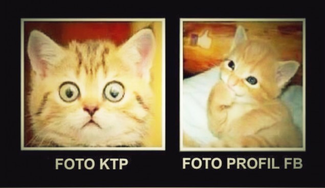 Kumpulan Meme Kucing Lucu