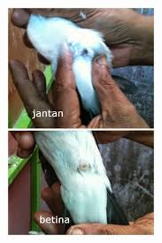 Ciri Ciri Burung Jalak Suren Dan Tips Mudah Membedakan Jalak Suren