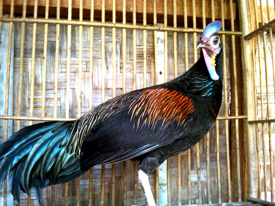 Green Jungle fowl Cemani Farms