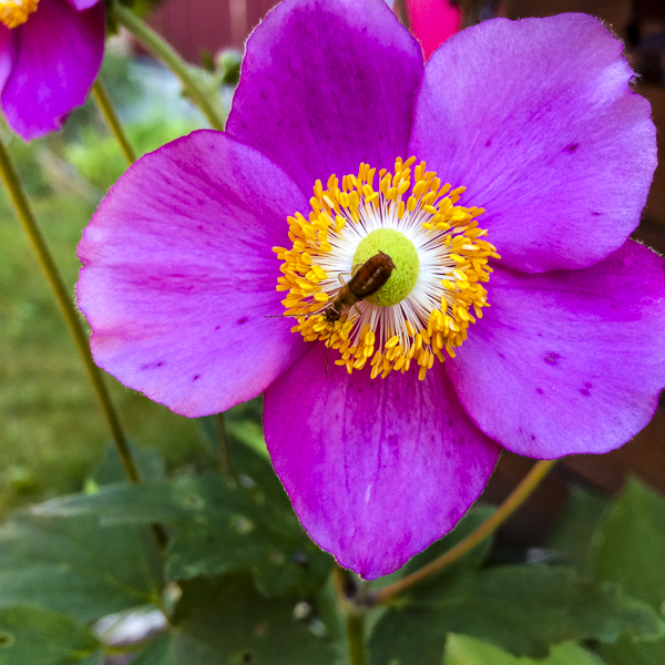 höstanemon, Anemone hupehensis höstanemon, Anemone hupehensis